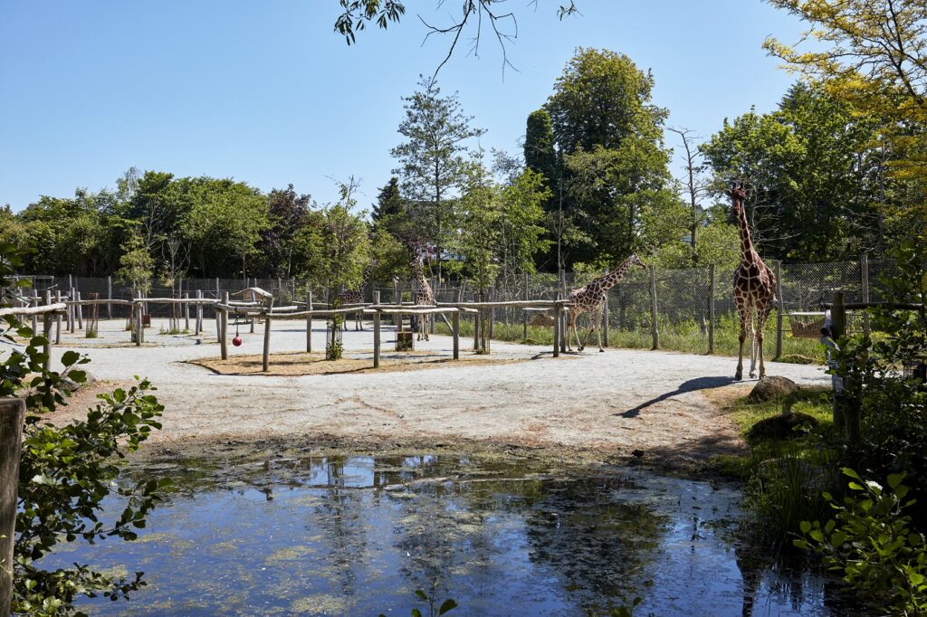 Odense Zoo, “Kiwara – Nyt Afrika”